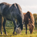 Geeignet für jeden Reitstall